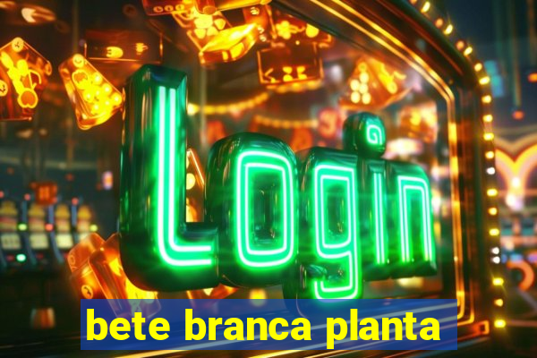 bete branca planta